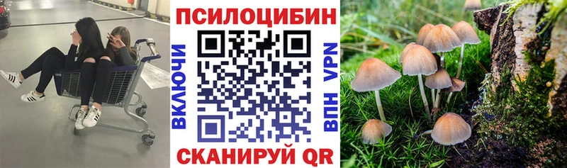 где можно купить   Кедровый  Галлюциногенные грибы Cubensis 